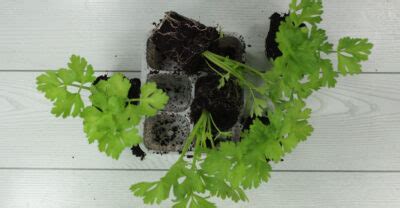 Pestovanie zeleru zo semien