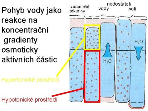 Infografika porovnávajúca izotonické a hypertonické morské vody