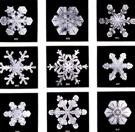 Wilson Bentley a jeho fotografie snehových vločiek