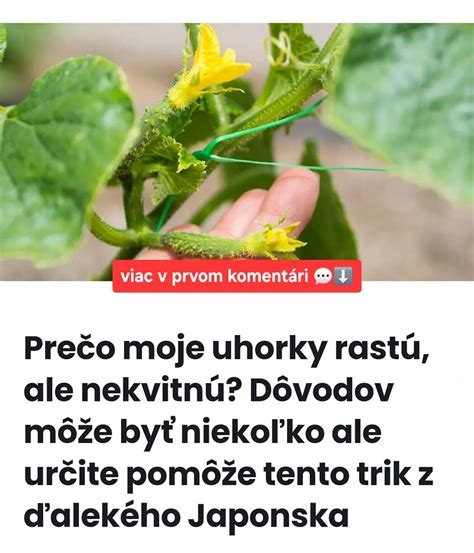 Schéma partenokarpického rastu uhorky