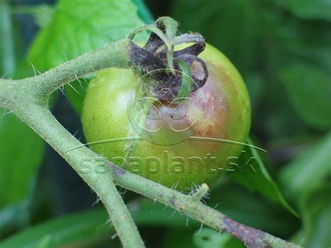 Schematické znázornenie šírenia plesne zemiakovej na rastline paradajky