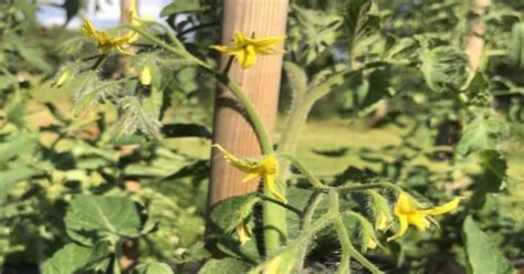 Ilustrácia prepichovania paradajky medeným drôtikom