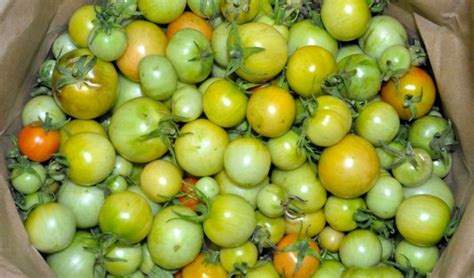 Grafické znázornenie vplyvu medi na dozrievanie plodov paradajok