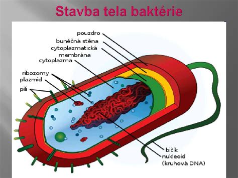 Stavba baktérie Staphylococcus aureus