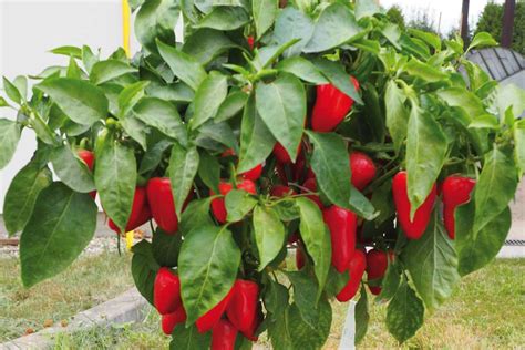 paprika na balkóne