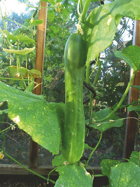 Rôzne druhy uhoriek: šalátové a nakladačky