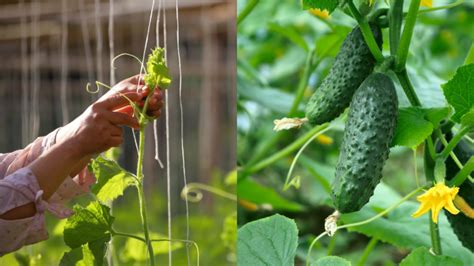 Schematické znázornenie samčieho a samičieho kvetu uhorky