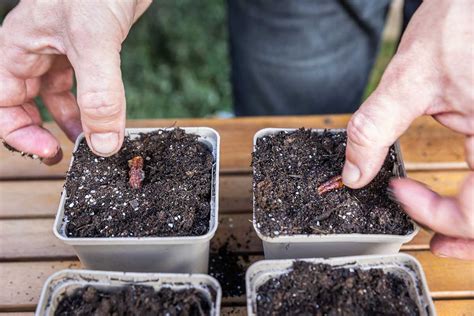 výsev semien jahôd do misky