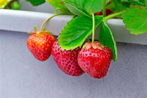 rozličné odrody jahôd