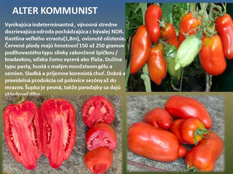 Staré odrody paradajok