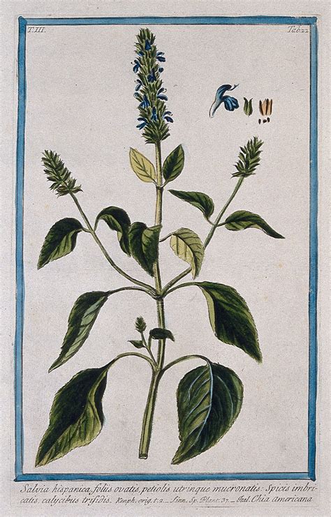Ilustrácia rastliny Salvia hispanica