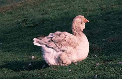Toulouská hus s charakteristickým lalokom