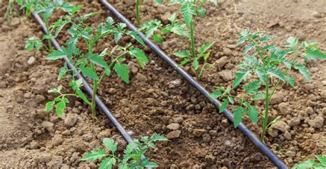 Príprava pôdy pre paradajky