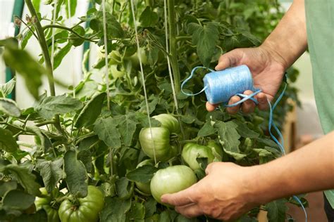 Starostlivosť o rastliny paradajok