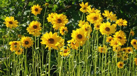 Mapa pôvodu topinamburu