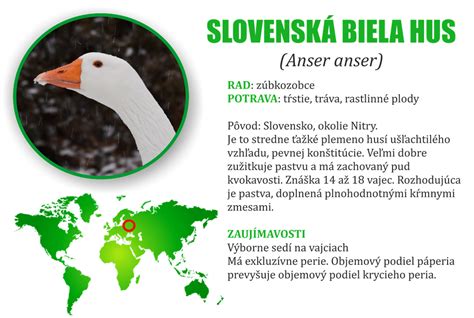 Slovenská biela hus v prirodzenom prostredí