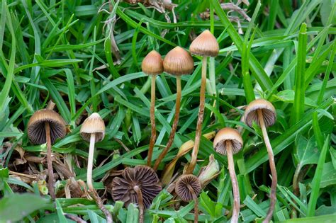 Fotografia plodnice Psilocybe mexicana