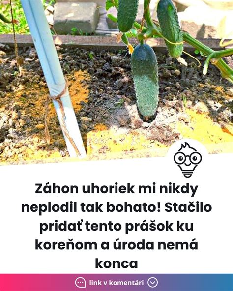 Správna závlaha uhoriek ku koreňom