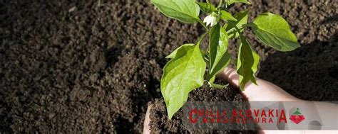 Rozmanitosť odrôd chilli papričiek