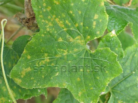 Príznaky plesne uhorkovej na listoch