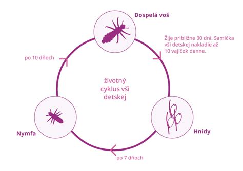Nákres životného cyklu cesnaku s vyznačenými stonkami a pacibuľkami