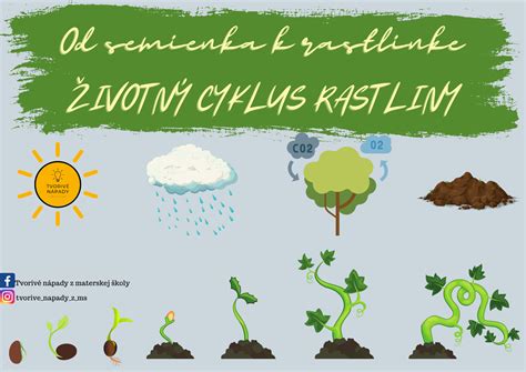 Ilustrácia vývojového cyklu rastliny