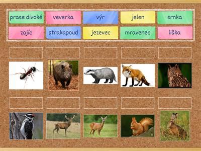 Ilustrácia rušného vtáčieho života v európskom lese