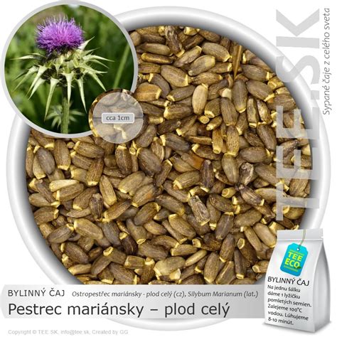 Pestrec mariánsky v kvete