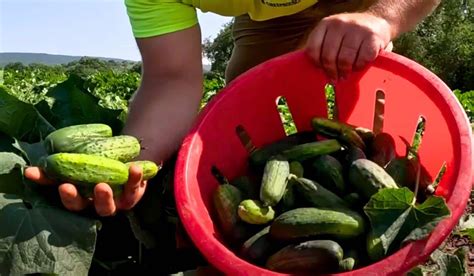 Schematické znázornenie odolnosti uhorky voči chorobám