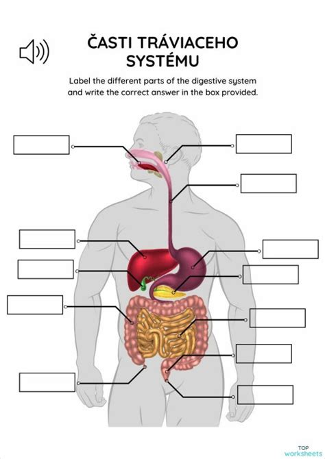 Anatomická schéma ľudského tráviaceho systému