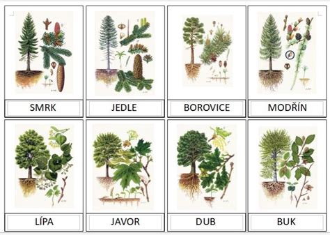 Infografika znázorňujúca rôzne druhy drevín a ich kategorizáciu