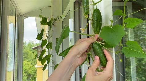 Ilustračná fotografia čerstvých uhoriek