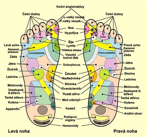Mapa reflexných bodov na chodidlách
