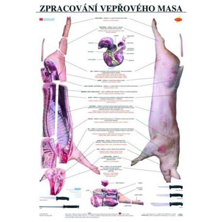 Schéma procesov zrenia mäsa