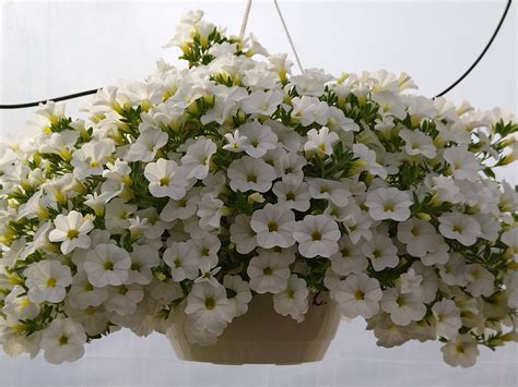 kvety Calibrachoa v rôznych farbách