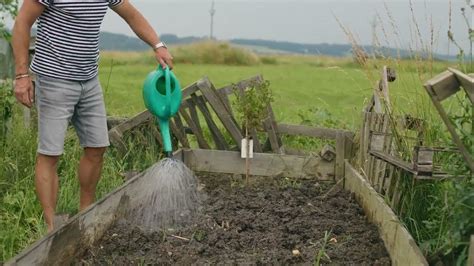 Príprava pôdy pre výsadbu uhoriek