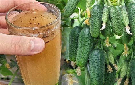 Zložky domáceho hnojiva pre uhorky