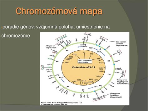 Mapa znázorňujúca dedičnosť androgénnej alopécie