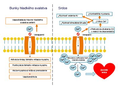 Schéma zobrazujúca mechanizmus účinku chia semienok na sýtosť a trávenie