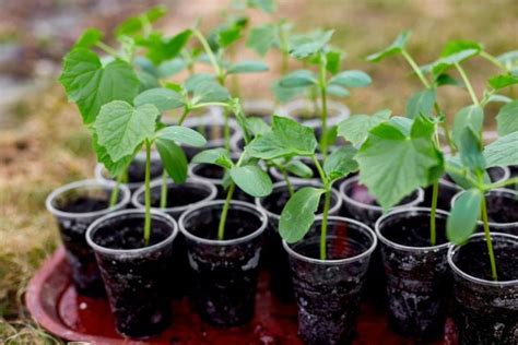 Vývoj sadenice uhorky