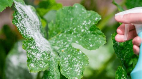 Obrázok múčnatky na listoch uhorky