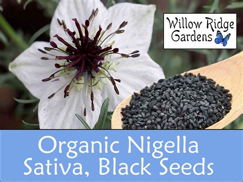 Oblasť pestovania Nigella sativa