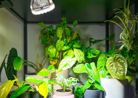 Osvetlenie pre rastliny