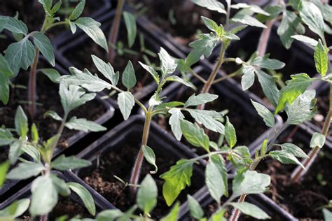 Pikírovanie paradajkových priesad