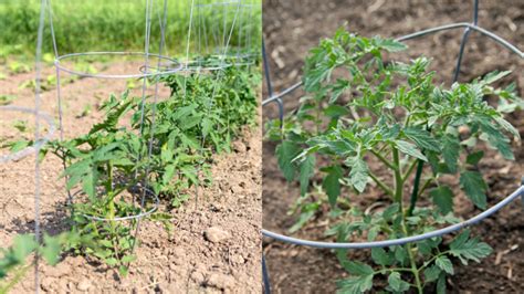 Pestovanie rajčín na balkóne