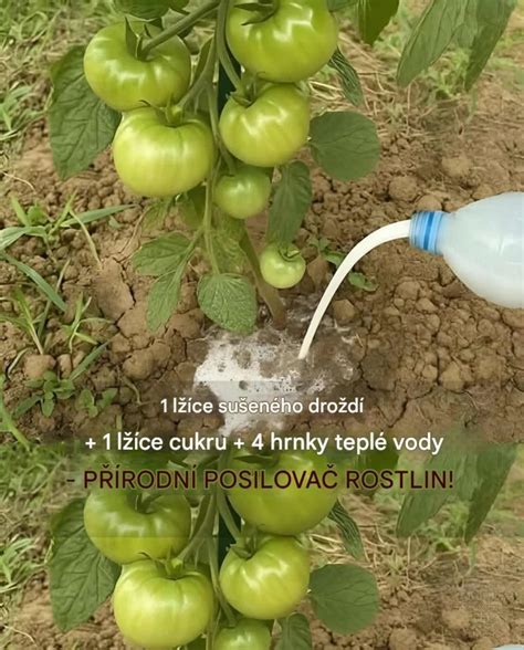 Infografika s receptom na kvasnicové hnojivo