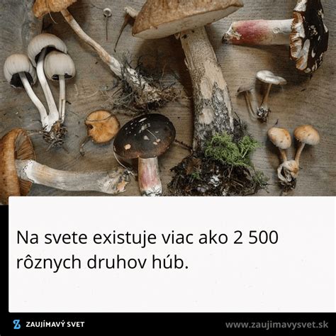 Zmes rôznych druhov húb