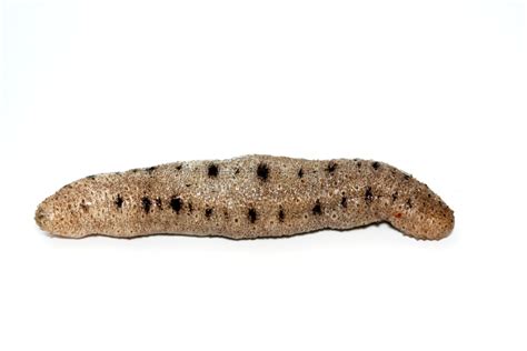 Morská uhorka