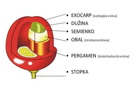 Štruktúra kávovej čerešne