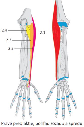Anatomia svalov predlaktia